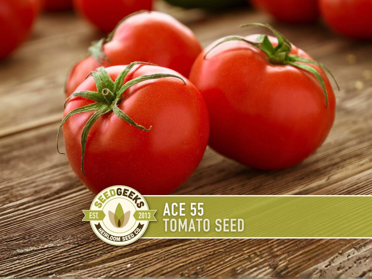 Ace 55 Tomato Seeds | Heirloom, Great for Canning or fresh