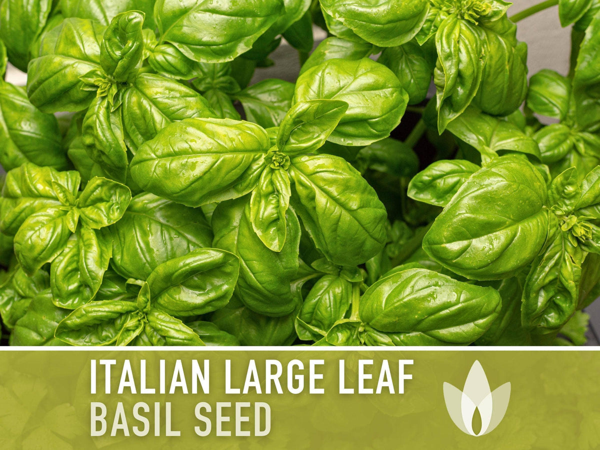 Italian Large Leaf Basil Seeds | Heirloom, Annual