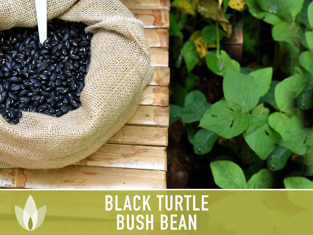 Black Turtle Bean Seeds | Heirloom