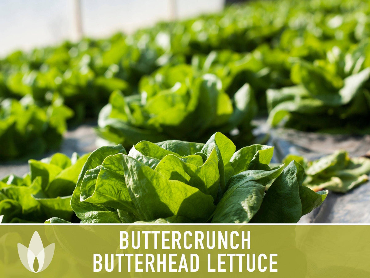 Buttercrunch Lettuce Seeds | Heirloom, Great for Fresh