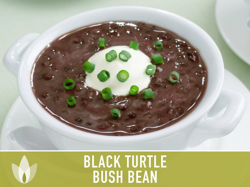 Black Turtle Bean Seeds | Heirloom