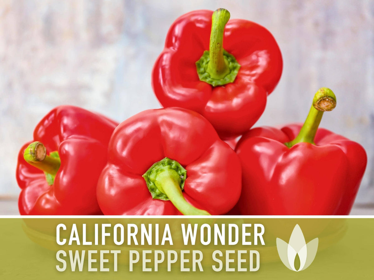 California Wonder Sweet Pepper Seeds | Heirloom