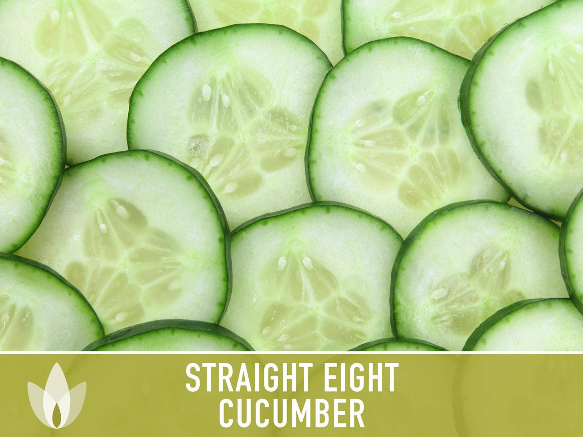 Straight Eight Cucumber Seeds | Heirloom, Great for Slicing