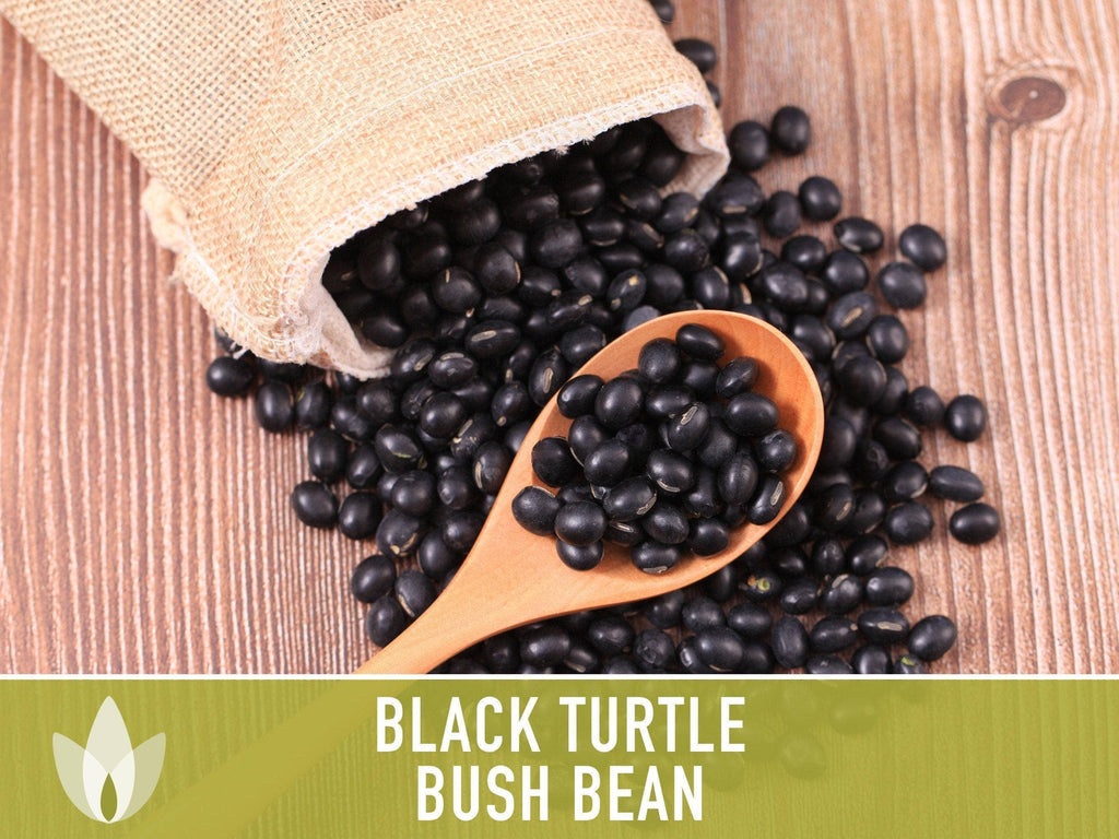 Black Turtle Bean Seeds | Heirloom