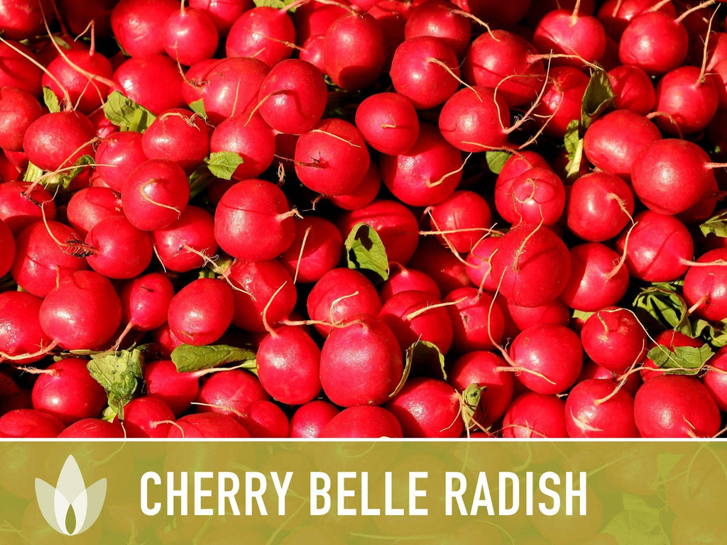 Cherry Belle Radish Seeds | Heirloom, Annual