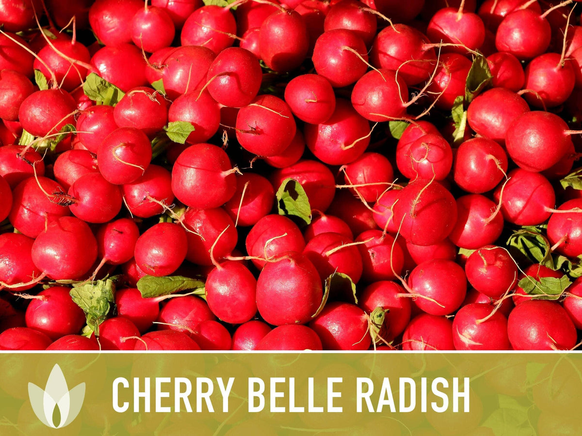 Cherry Belle Radish Seeds | Heirloom, Annual