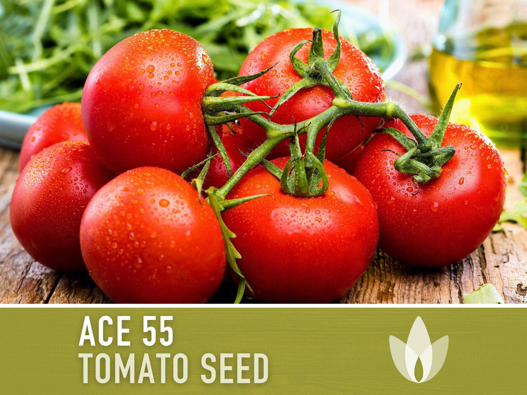 Ace 55 Tomato Seeds | Heirloom, Great for Canning or fresh