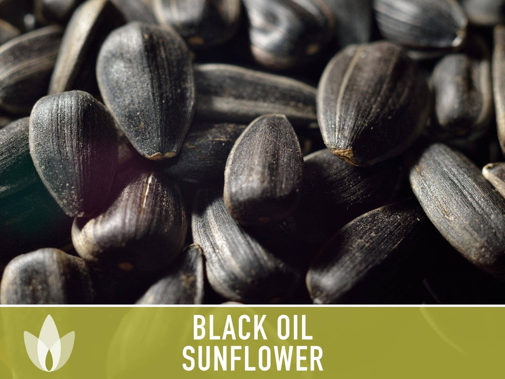 Black Oil Sunflower Seeds | Heirloom, Annual