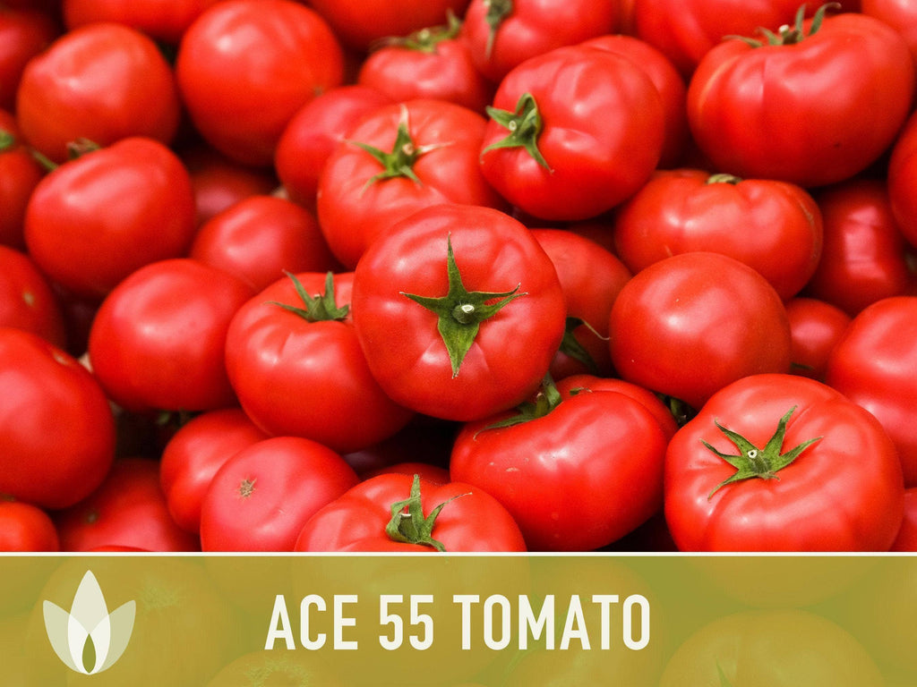 Ace 55 Tomato Seeds | Heirloom, Great for Canning or fresh