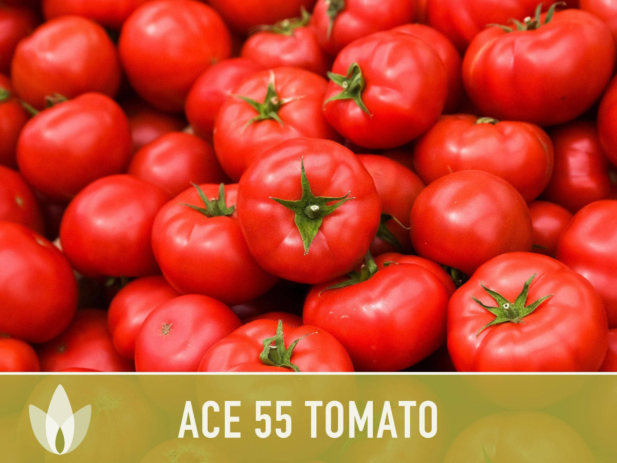 Ace 55 Tomato Seeds | Heirloom, Great for Canning or fresh