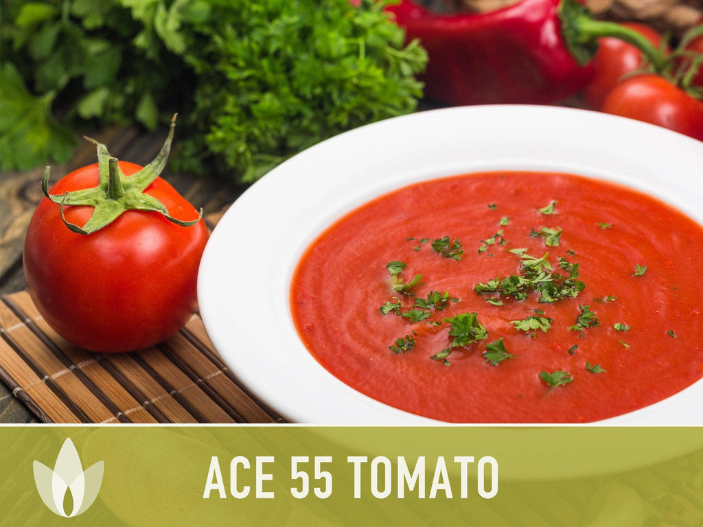 Ace 55 Tomato Seeds | Heirloom, Great for Canning or fresh