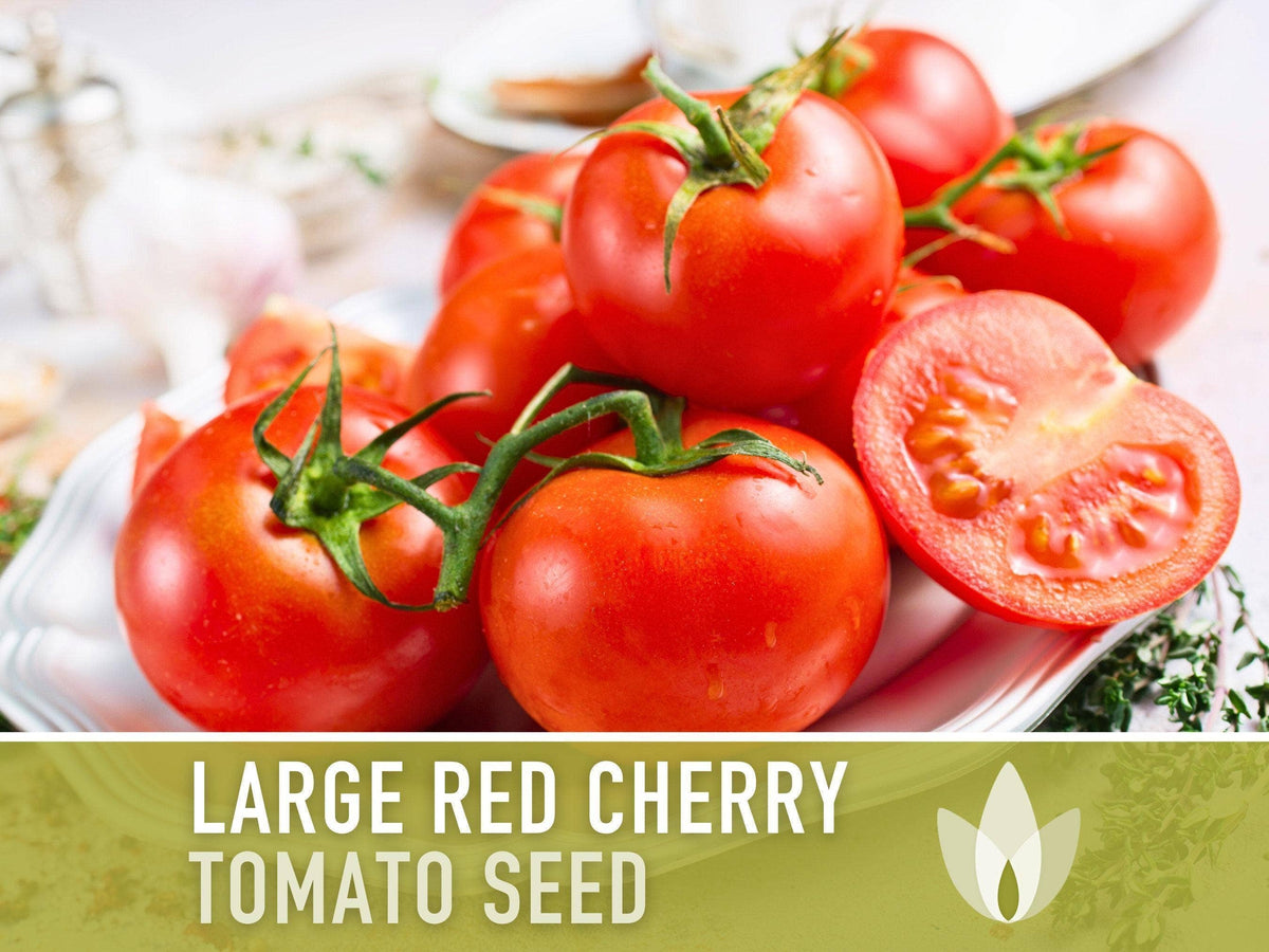Large Red Cherry Tomato Seeds | Heirloom, Great for Salads