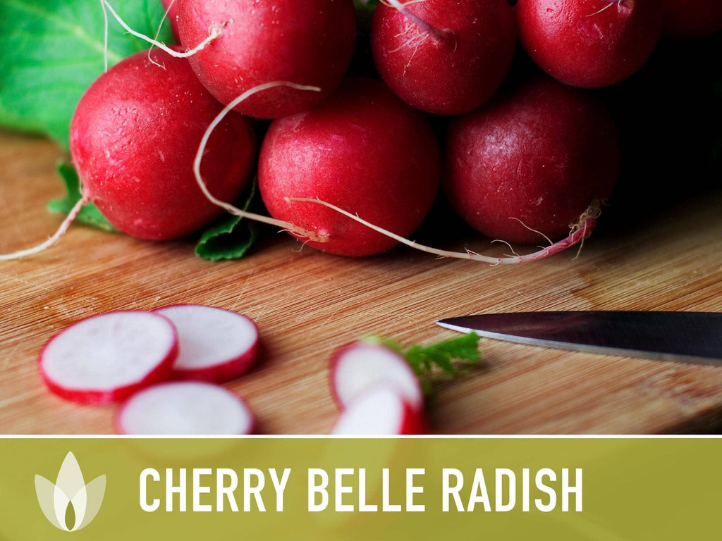Cherry Belle Radish Seeds | Heirloom, Annual