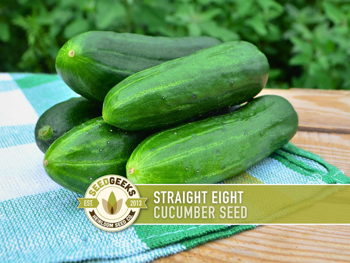 Straight Eight Cucumber Seeds | Heirloom, Great for Slicing