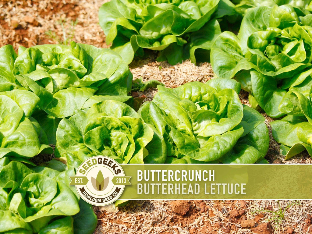 Buttercrunch Lettuce Seeds | Heirloom, Great for Fresh