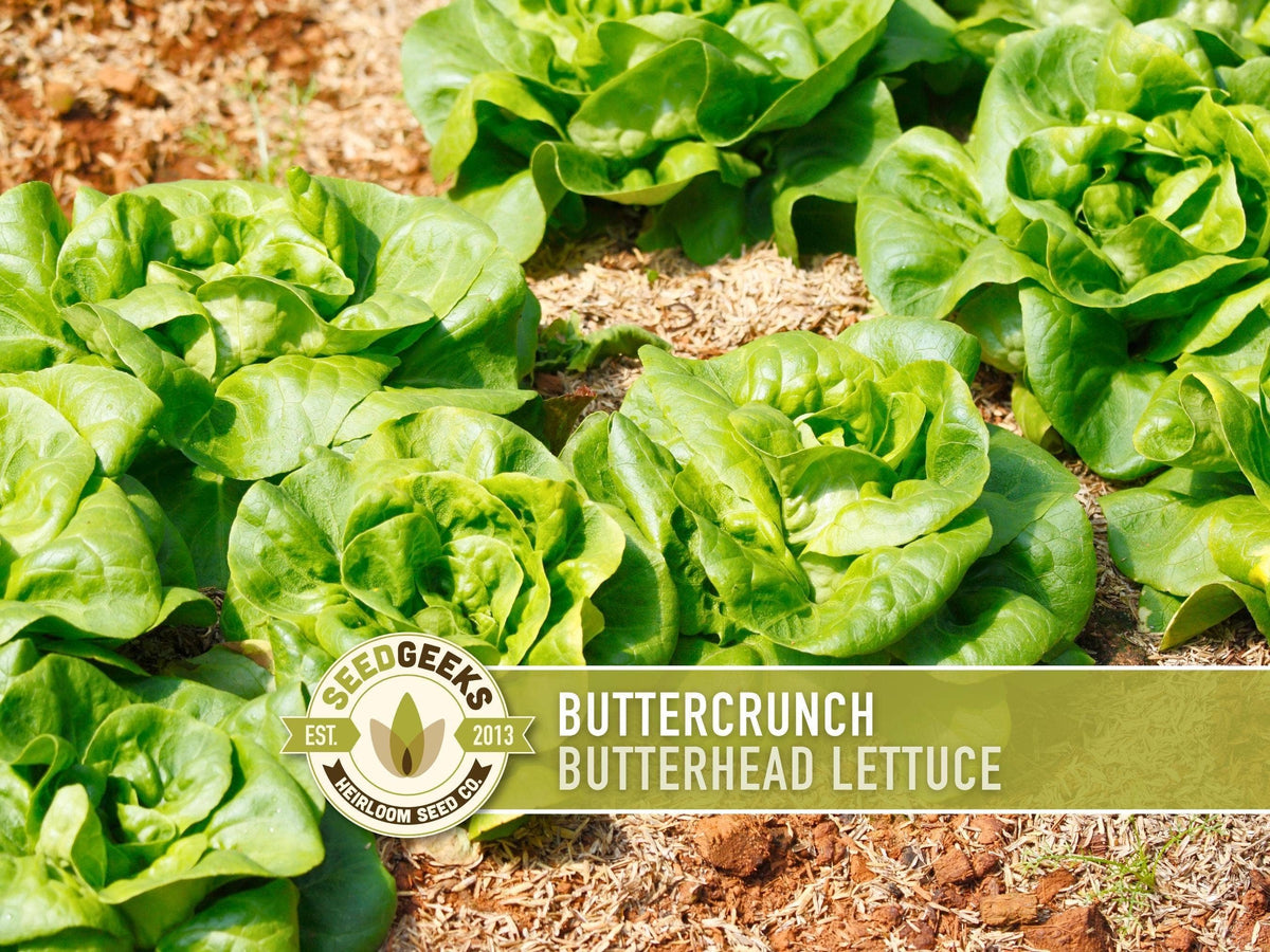 Buttercrunch Lettuce Seeds | Heirloom, Great for Fresh