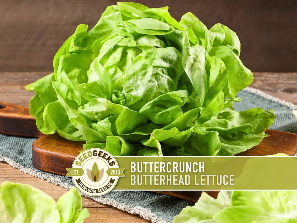 Buttercrunch Lettuce Seeds | Heirloom, Great for Fresh