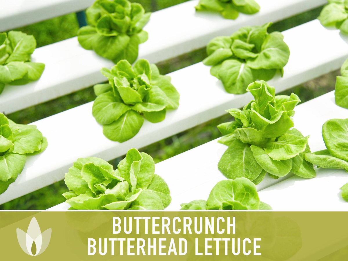 Buttercrunch Lettuce Seeds | Heirloom, Great for Fresh