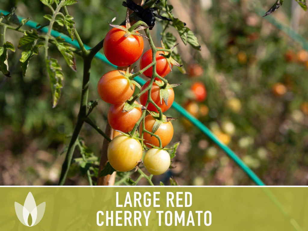 Large Red Cherry Tomato Seeds | Heirloom, Great for Salads
