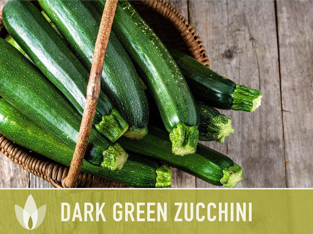 Dark Green Zucchini Seeds | Heirloom, Great for Fresh eating
