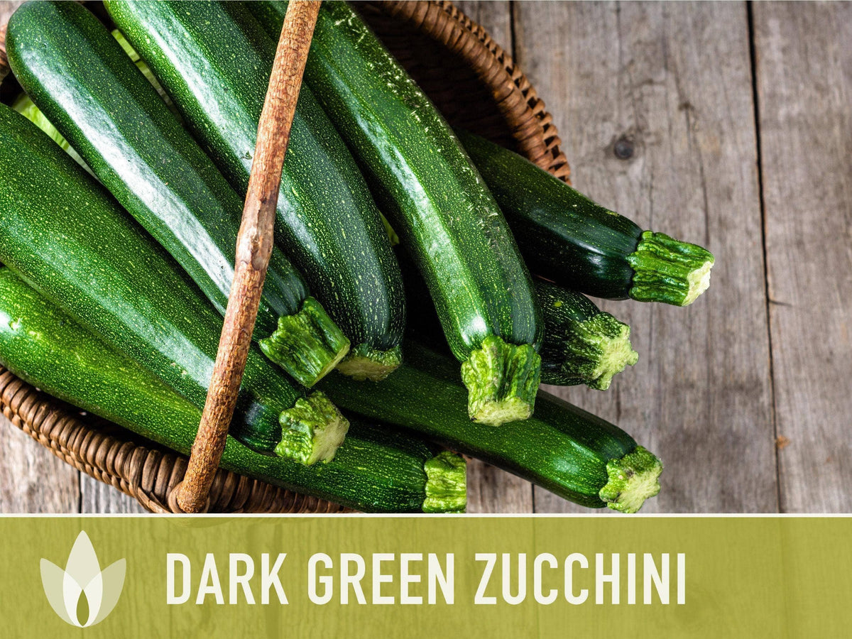 Dark Green Zucchini Seeds | Heirloom, Great for Fresh eating