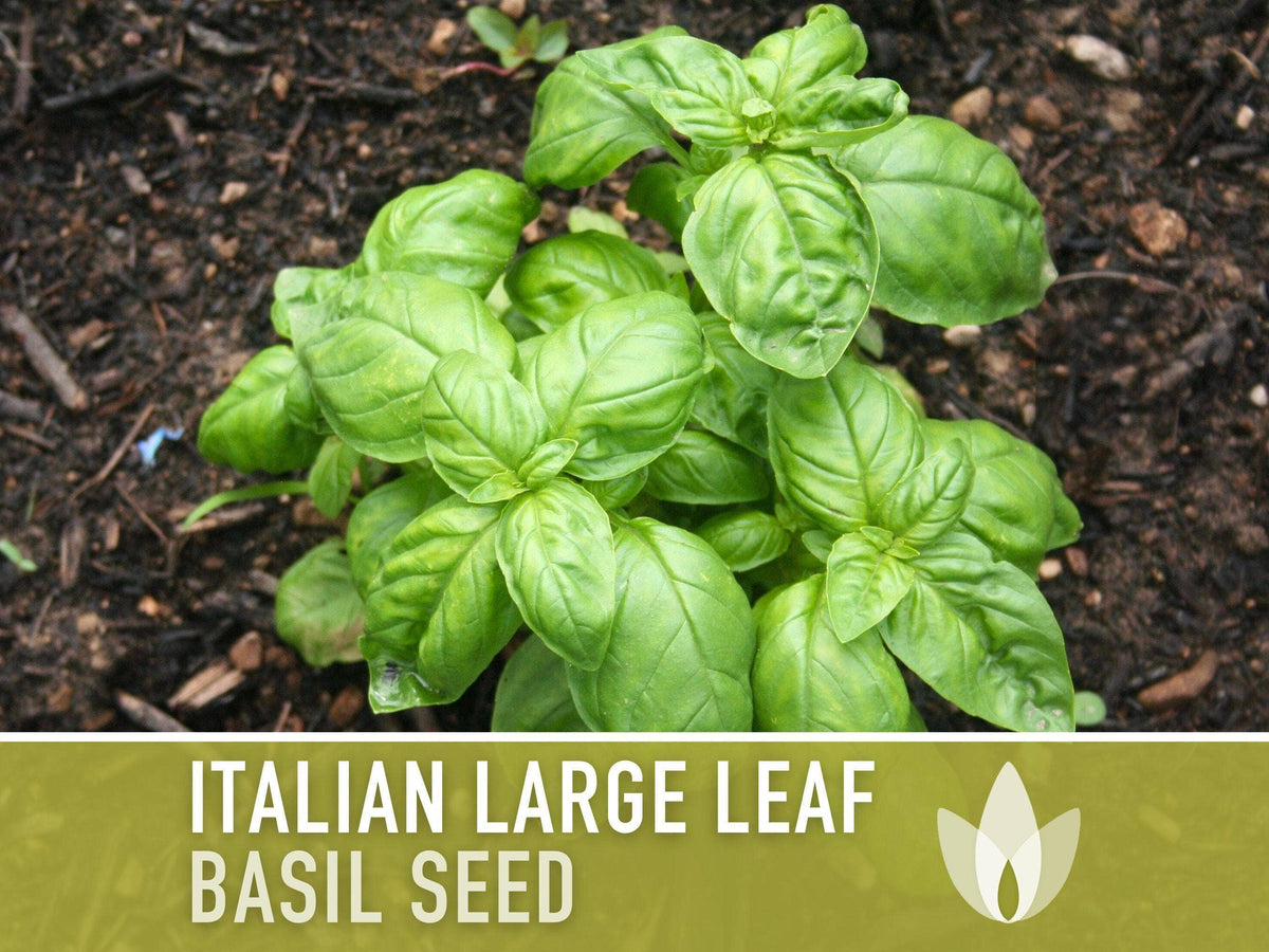 Italian Large Leaf Basil Seeds | Heirloom, Annual