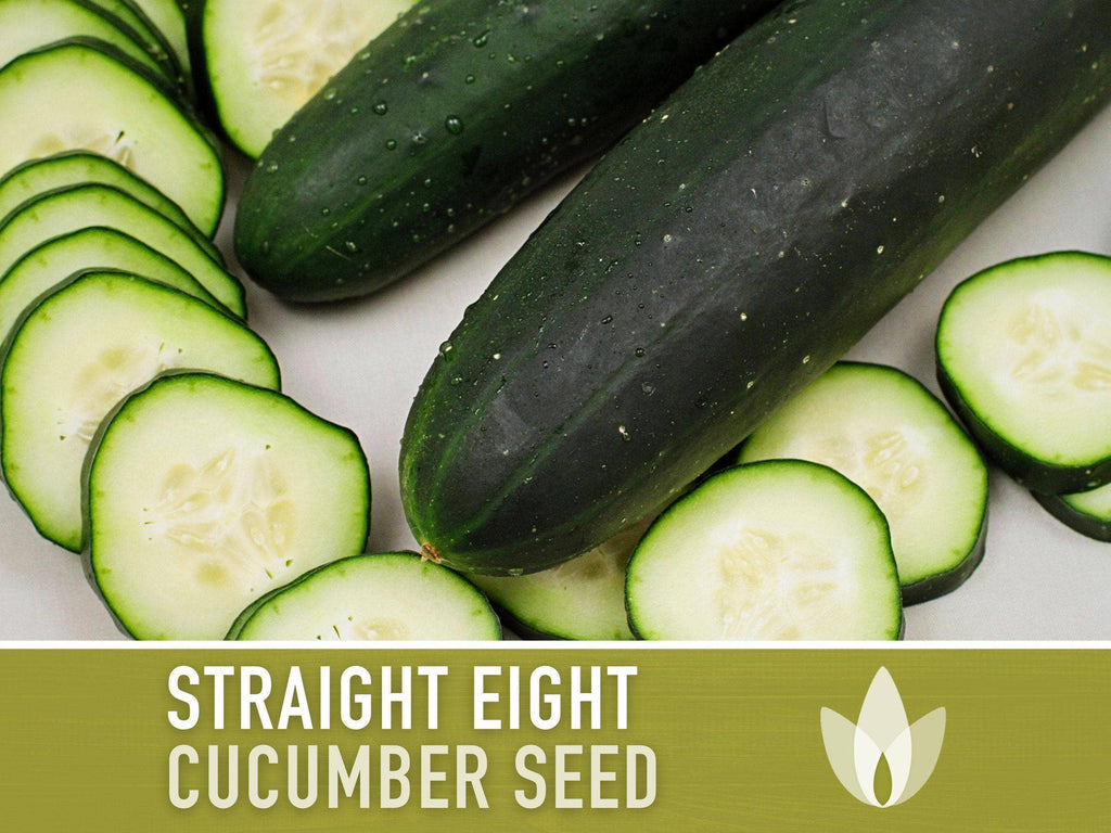 Straight Eight Cucumber Seeds | Heirloom, Great for Slicing