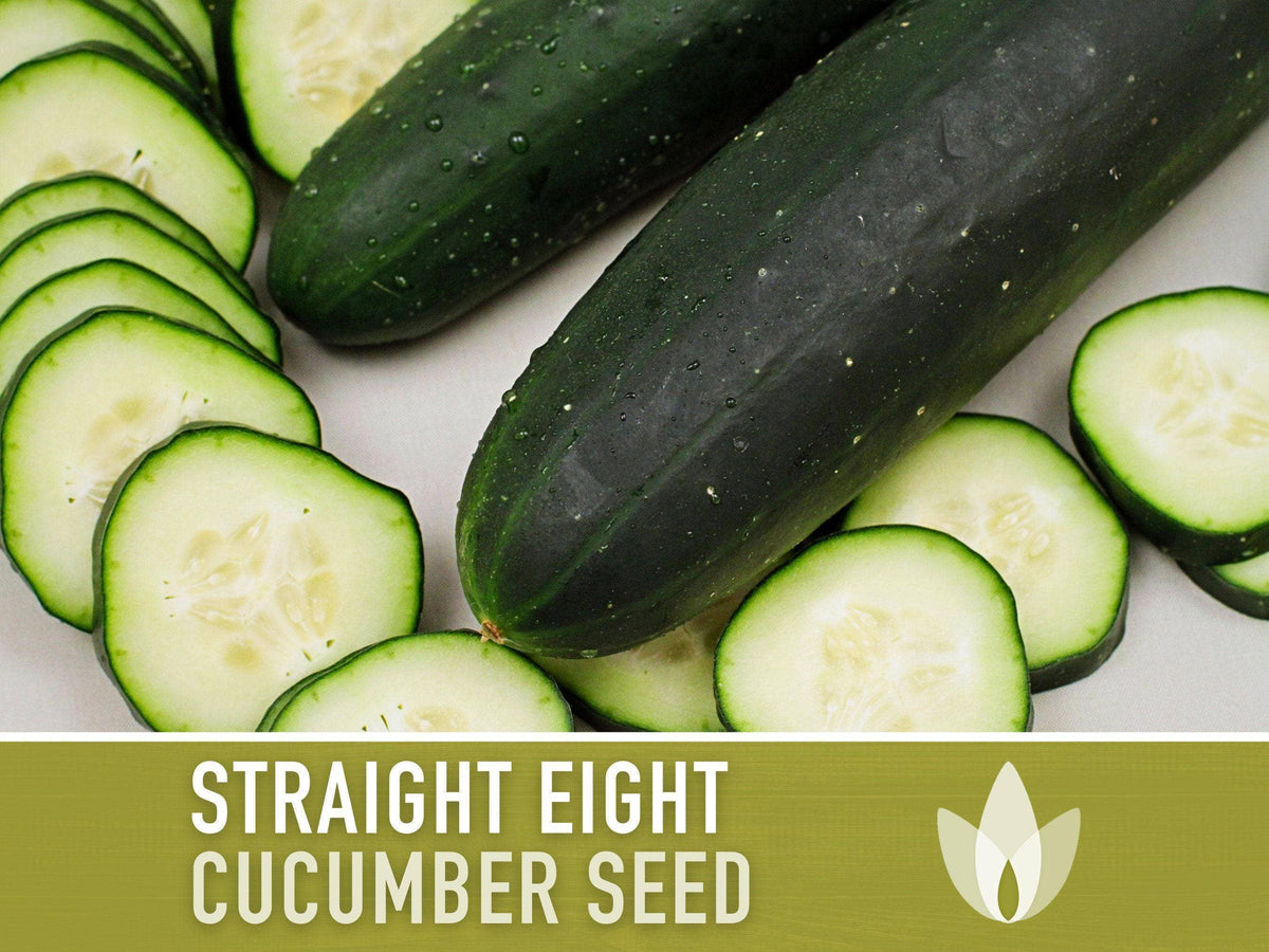 Straight Eight Cucumber Seeds | Heirloom, Great for Slicing