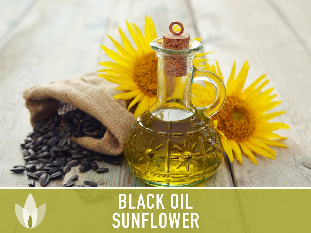 Black Oil Sunflower Seeds | Heirloom, Annual