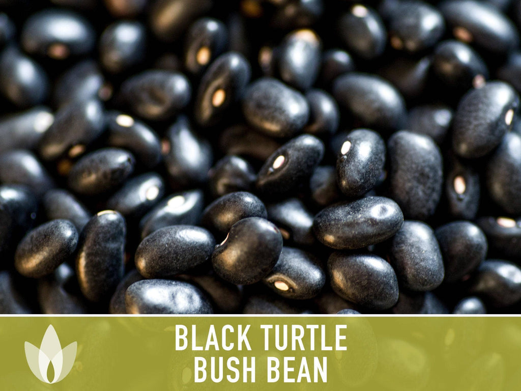 Black Turtle Bean Seeds | Heirloom
