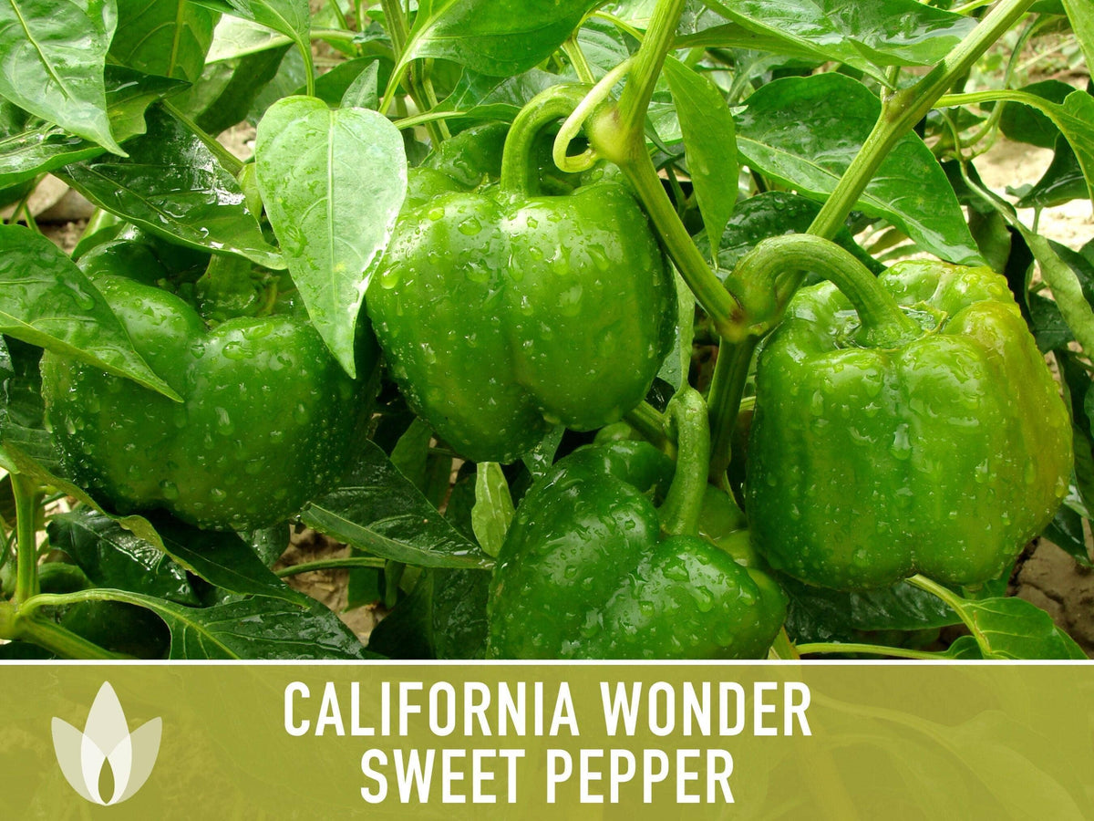 California Wonder Sweet Pepper Seeds | Heirloom