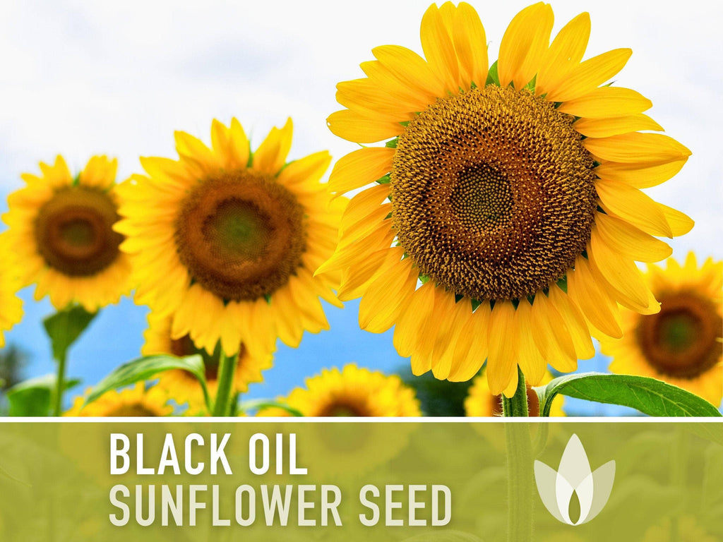 Black Oil Sunflower Seeds | Heirloom, Annual