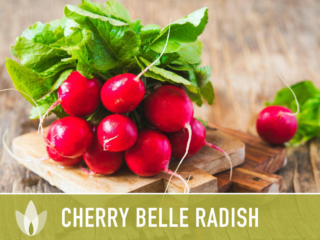 Cherry Belle Radish Seeds | Heirloom, Annual